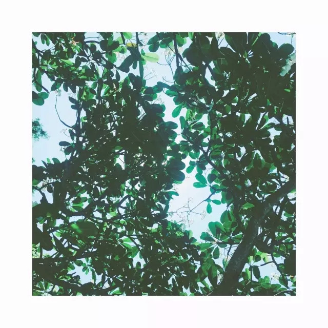 拐角处遇见的鸡蛋花树,表示一棵树也可以玩好久.▼