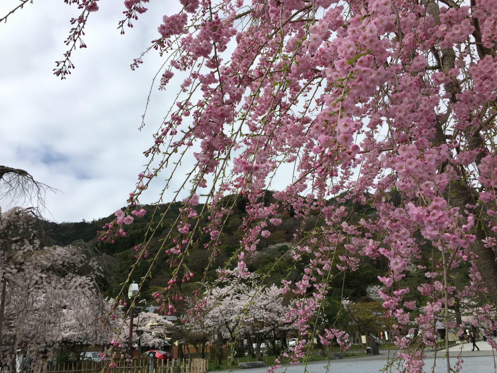 京都 樱之春