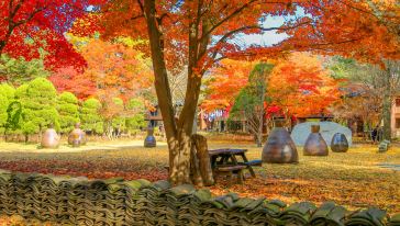 韩国一日游【羊驼牧场 南怡岛 晨静树木园 午餐门票全包 纯玩无购物