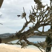 4.3去甲米,看天气预报全是下雨。想问一般会下