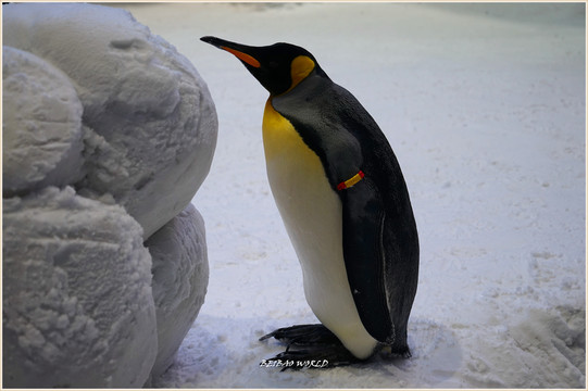 在沙漠里看见企鹅,是不是很神奇