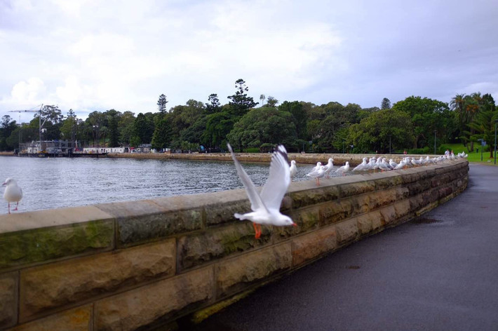 时差两小时 澳洲慢生活--悉尼凯恩斯篇