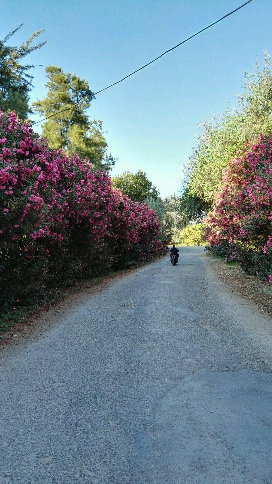  通向阿忒爾絲神廟的鮮花小路