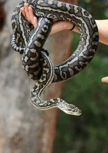 真水无香 - life in nsw(2)